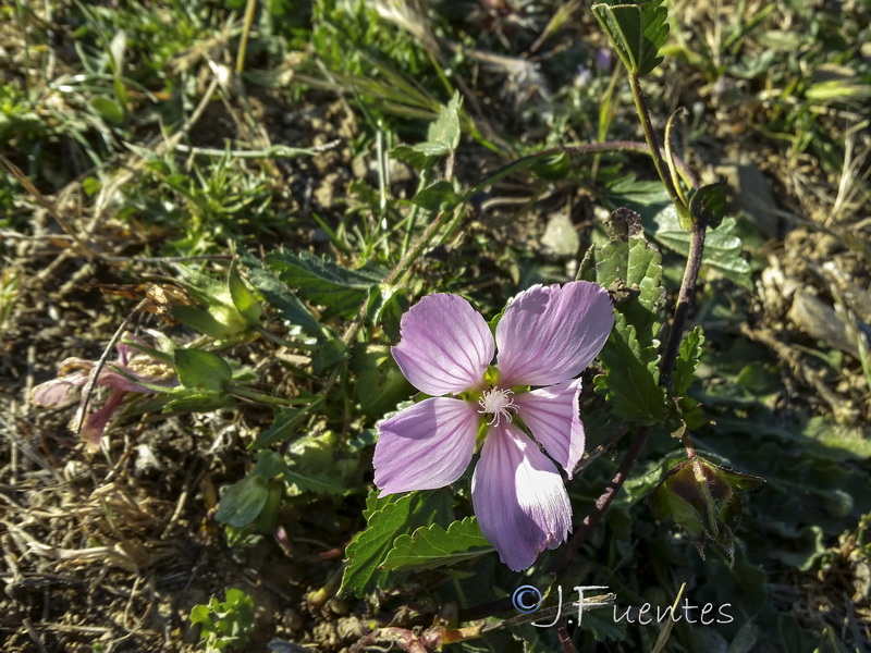 Malope malacoides.03