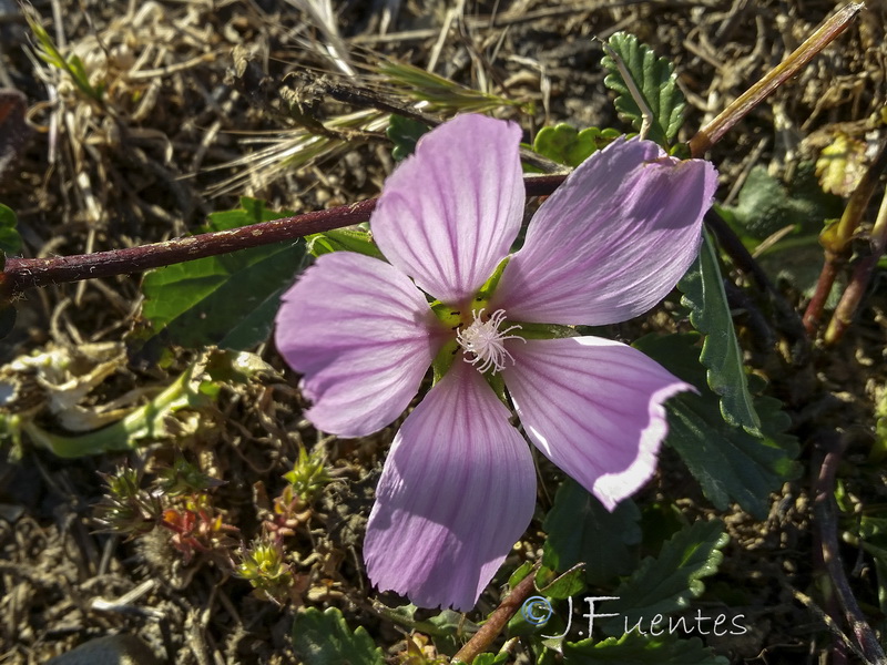 Malope malacoides.04