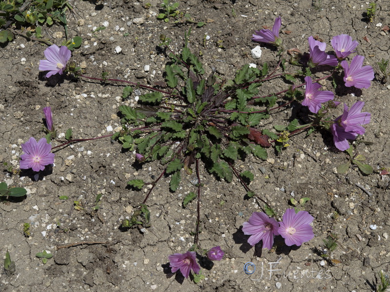 Malope malacoides.06
