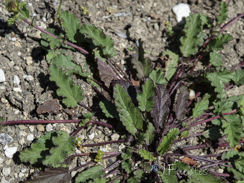 Malope malacoides.08