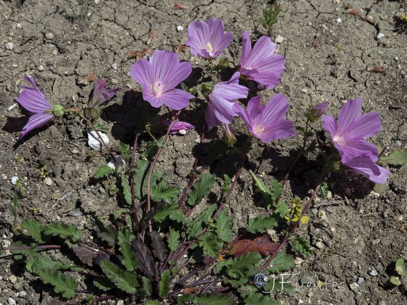 Malope malacoides.03