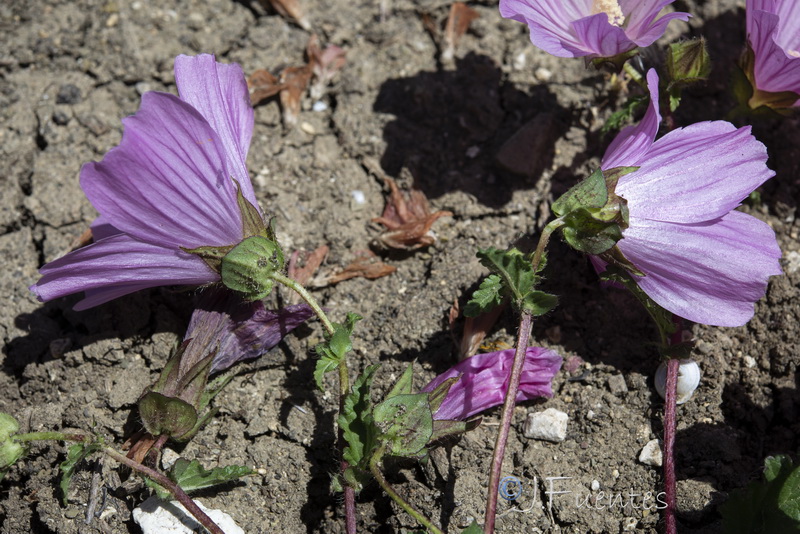 Malope malacoides.10