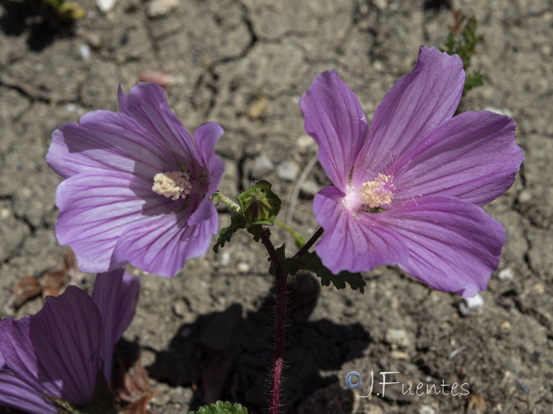 Malope malacoides.11