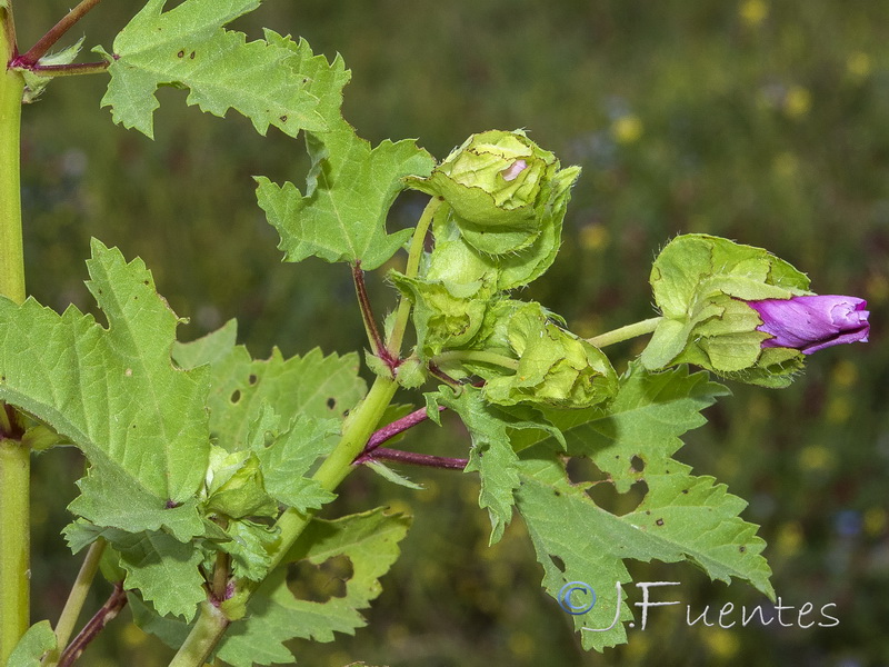 Malope trifida.02