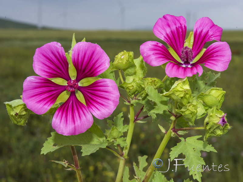 Malope trifida.03