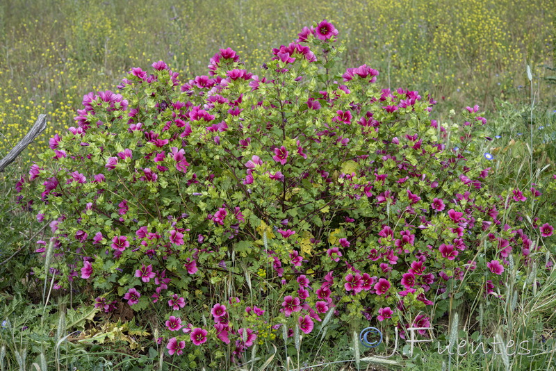 Malope trifida.01