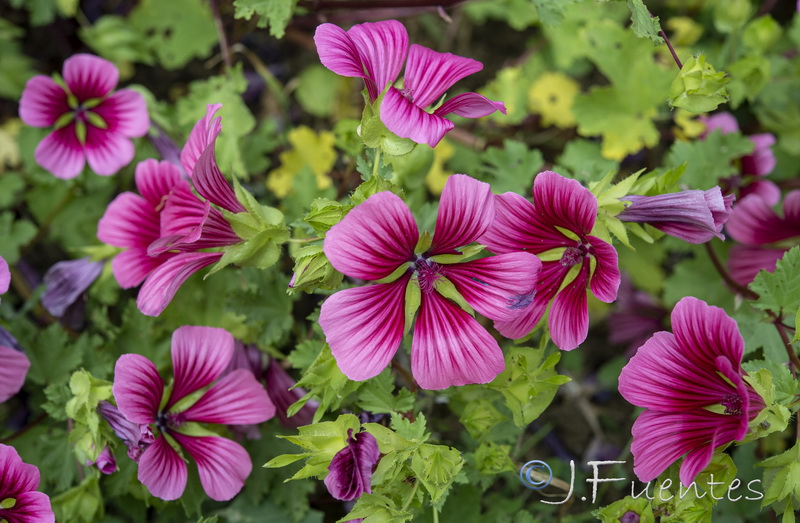 Malope trifida.07