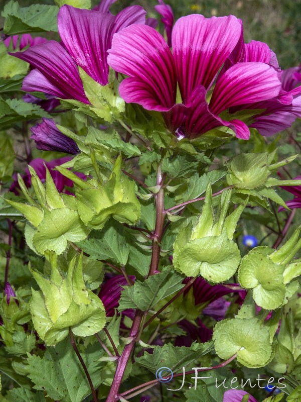 Malope trifida.08