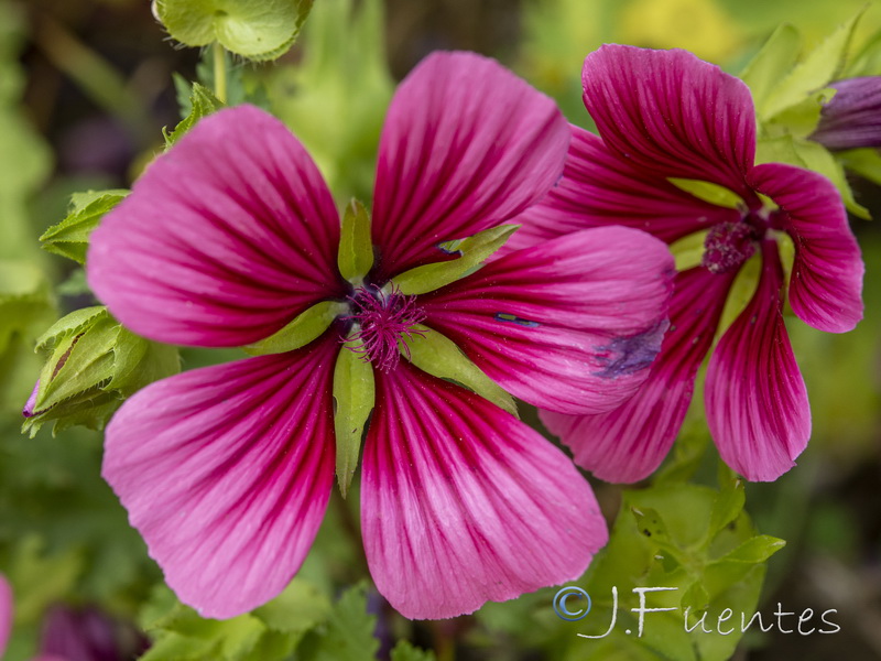 Malope trifida.04