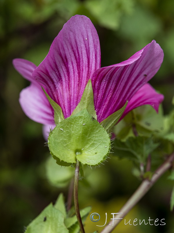 Malope trifida.11