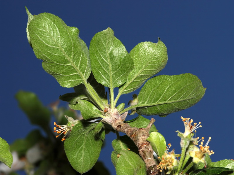 Malus domestica.02