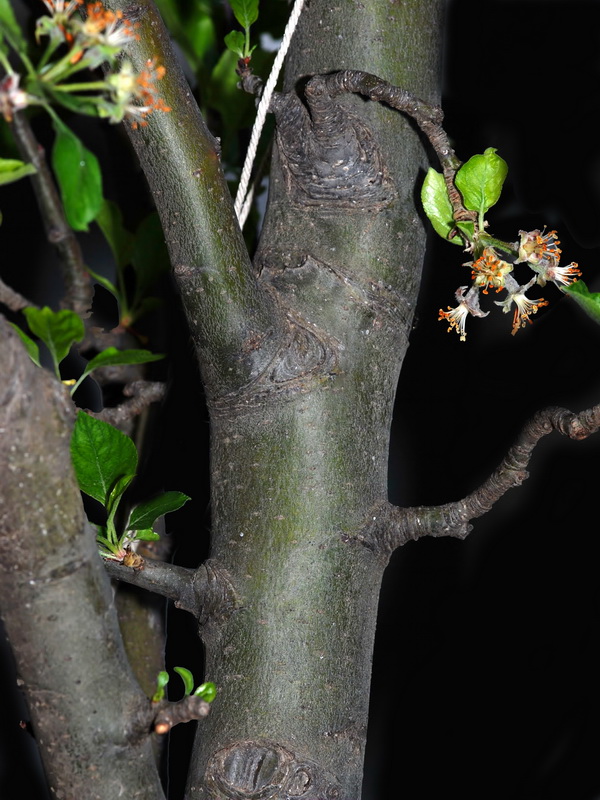 Malus domestica.06