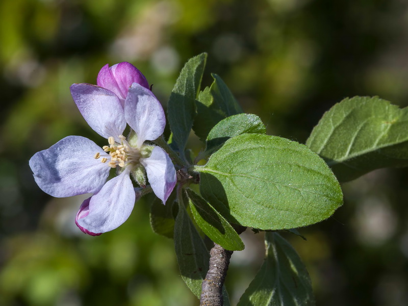 Malus domestica.11