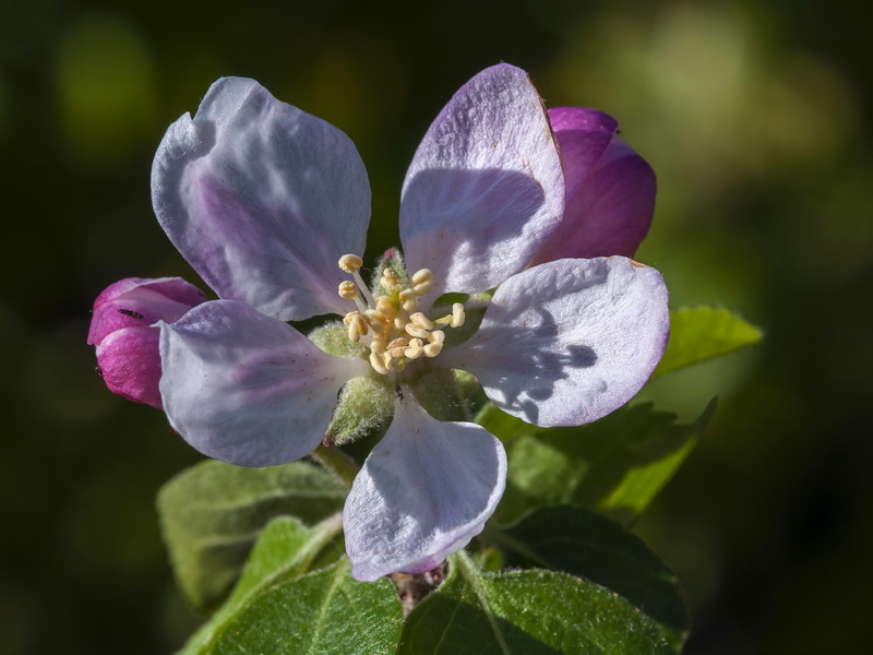 Malus domestica.12