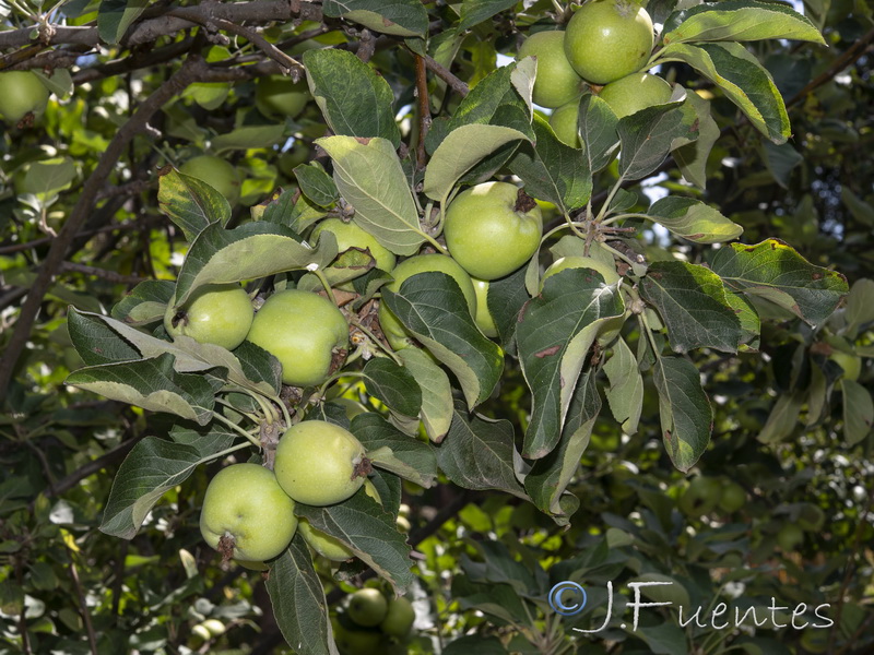 Malus domestica.18