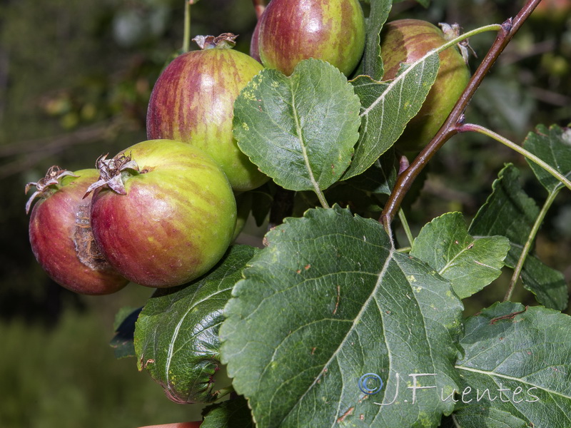 Malus sylvestris.03