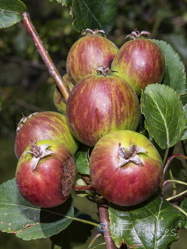 Malus sylvestris.06