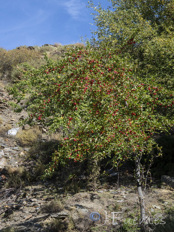 Malus sylvestris.01