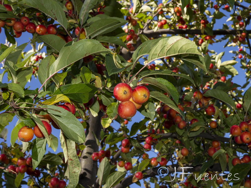 Malus sylvestris.02