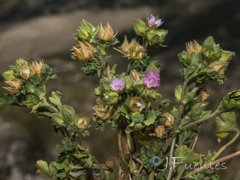 Malva aegyptia.01