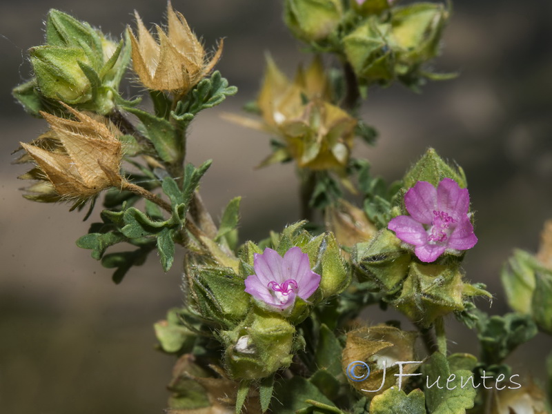 Malva aegyptia.02