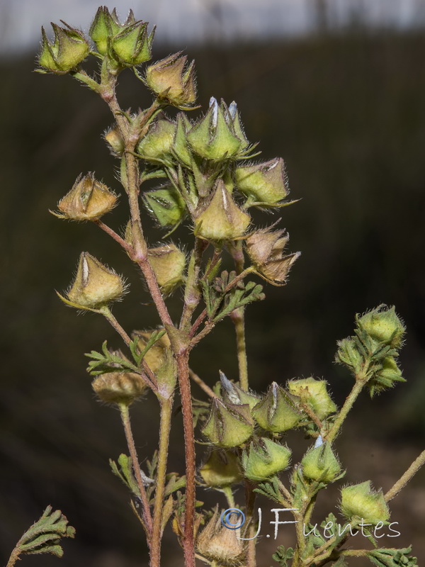 Malva aegyptia.03