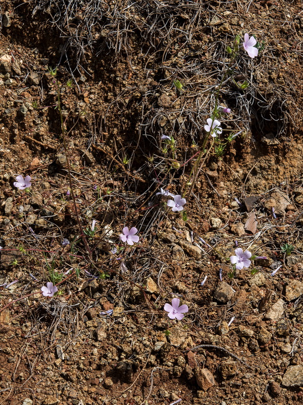 Malva cretica althaeoides.01