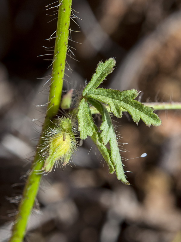 Malva cretica althaeoides.02