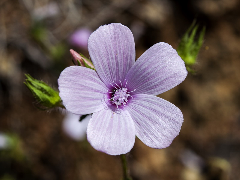 Malva cretica althaeoides.03