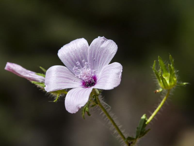 Malva cretica althaeoides.05