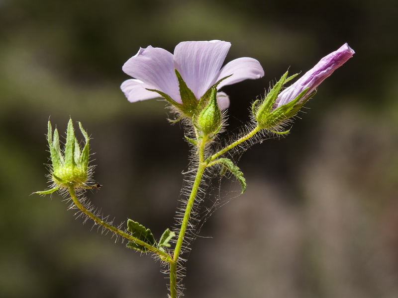 Malva cretica althaeoides.09