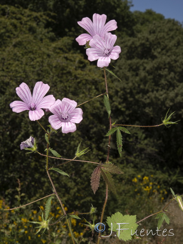 Malva cretica althaeoides.14