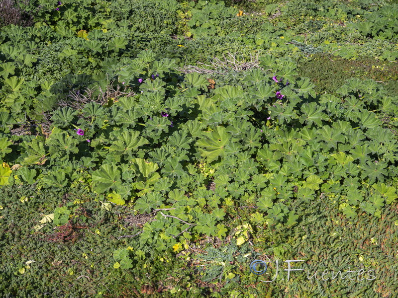 Malva davaei mauritanica.01