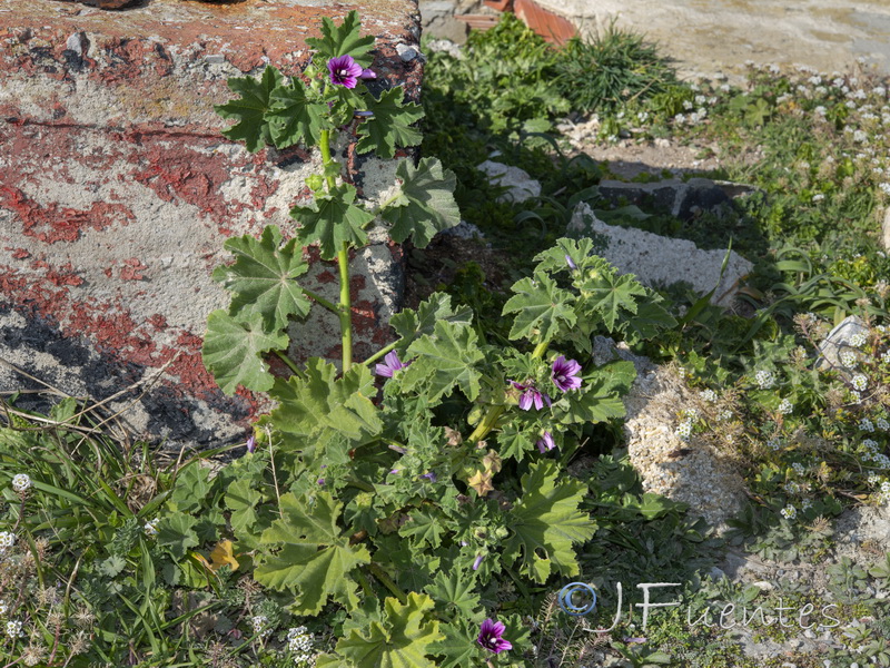 Malva davaei mauritanica.03