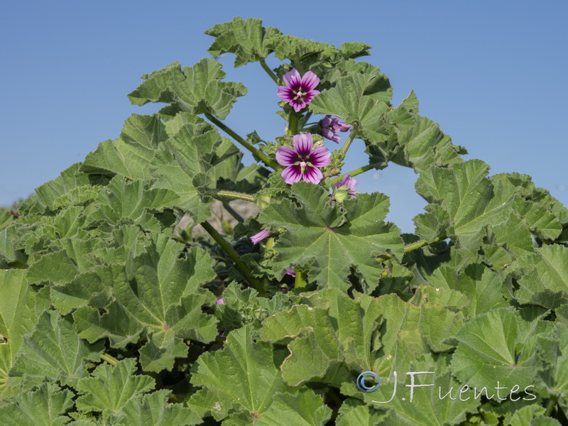 Malva davaei mauritanica.05