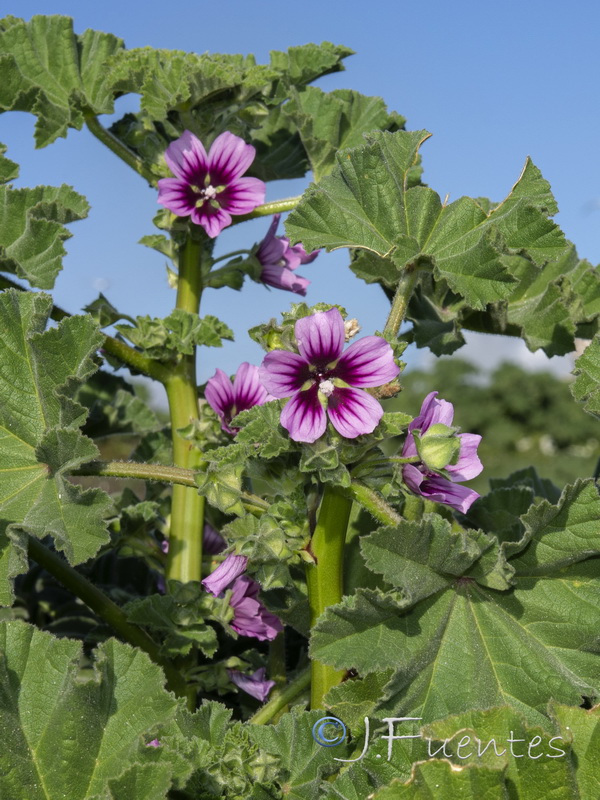 Malva davaei mauritanica.08