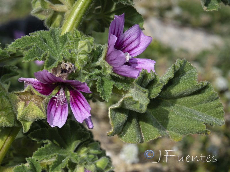 Malva davaei mauritanica.09