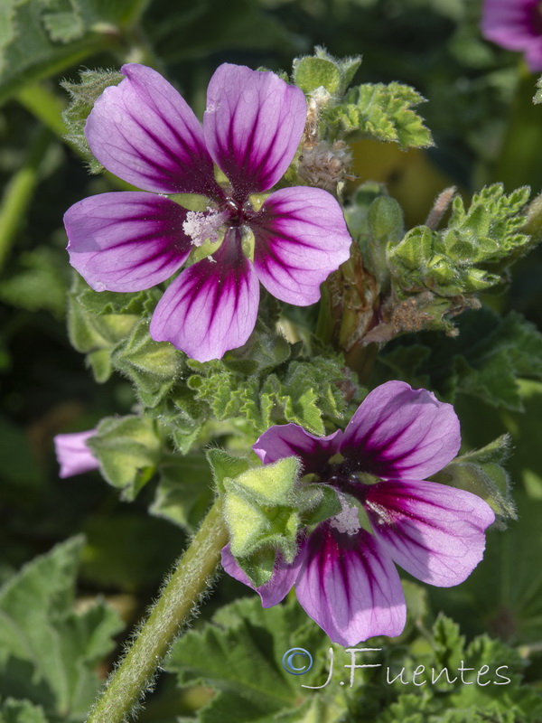 Malva davaei mauritanica.12