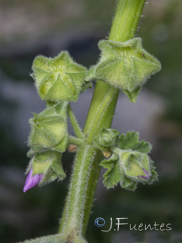 Malva davaei mauritanica.13