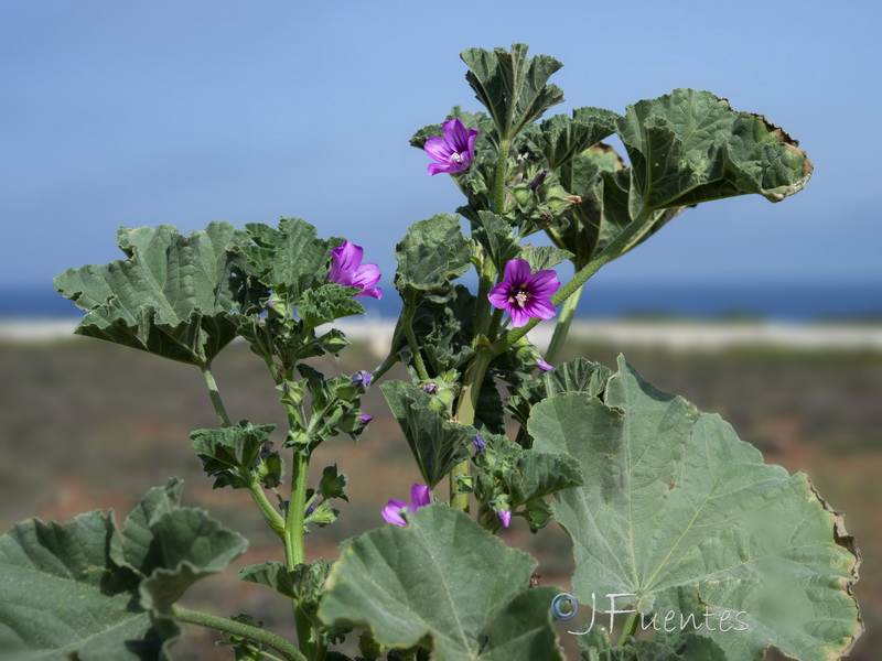 Malva davaei davaei.03