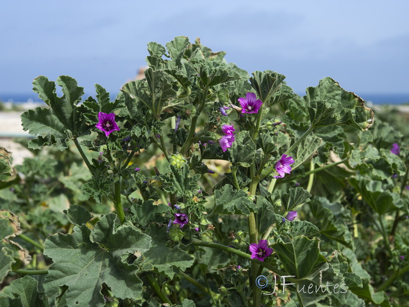 Malva davaei davaei.05