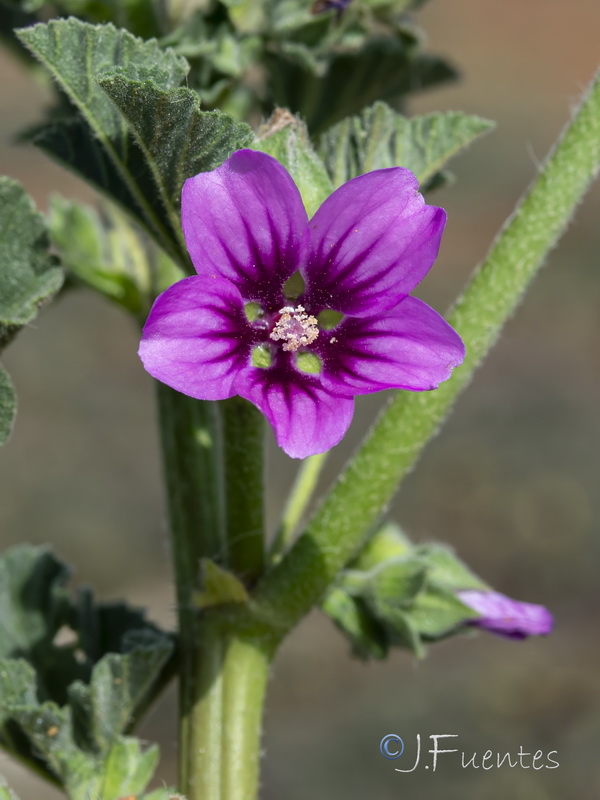 Malva davaei davaei.06