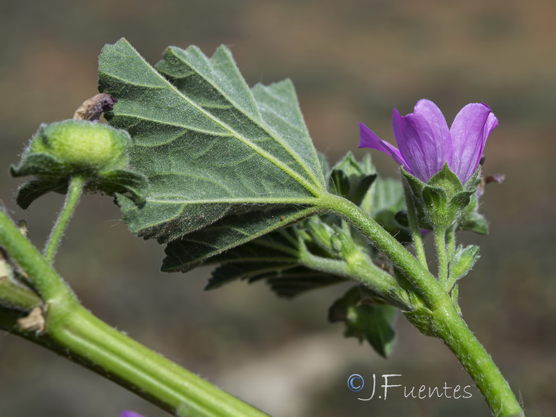 Malva davaei davaei.07