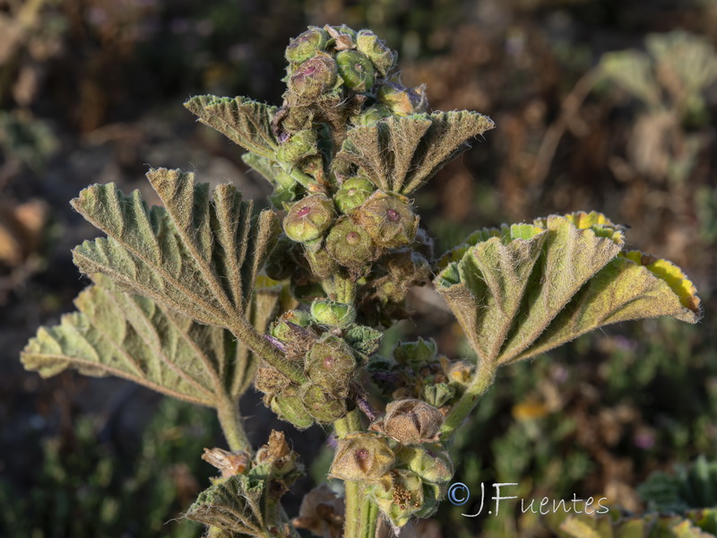 Malva davaei davaei.08