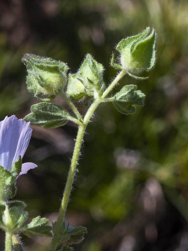 Malva hipanica.08