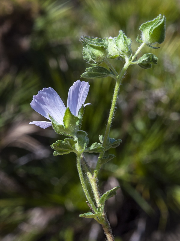 Malva hipanica.09