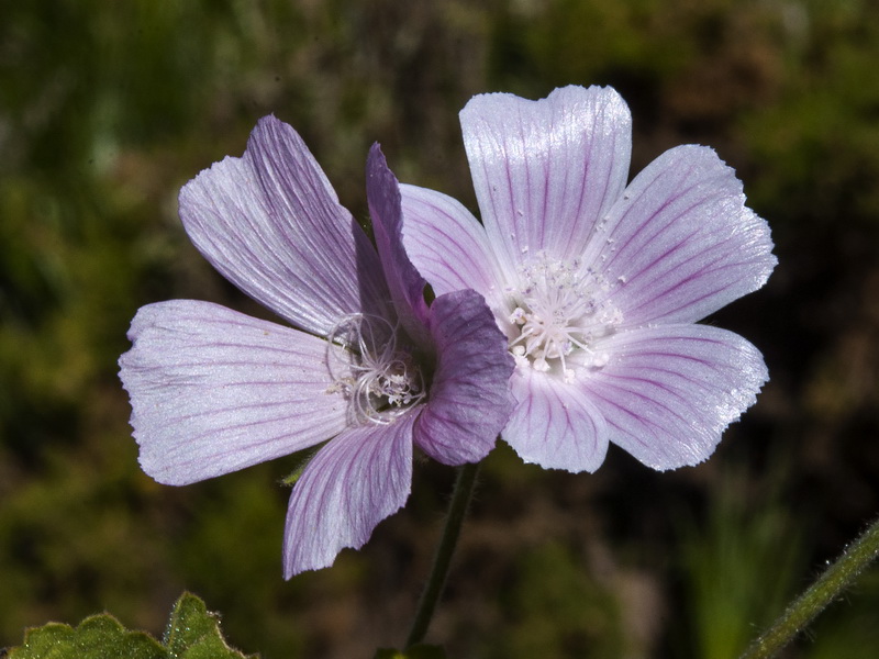 Malva hipanica.13