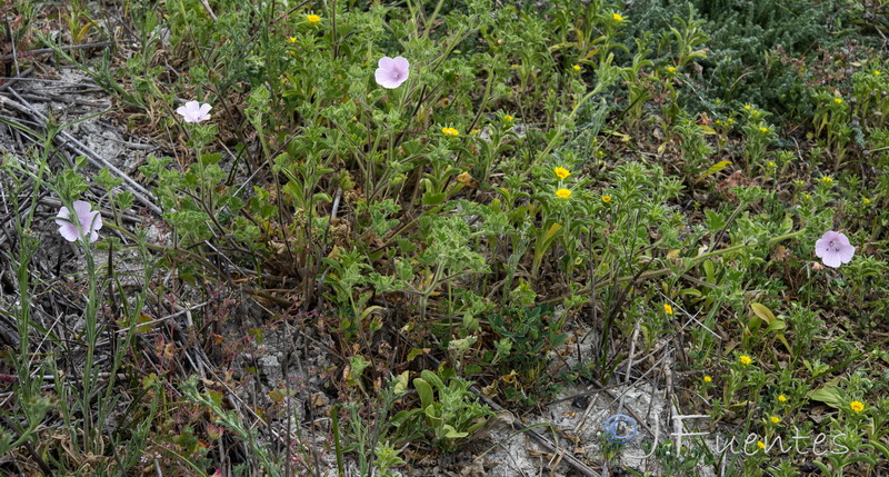 Malva hipanica.03