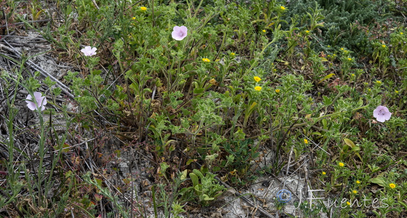 Malva hipanica.03