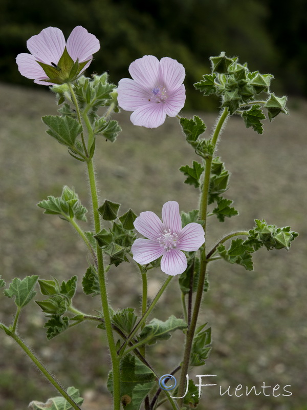 Malva hipanica.05